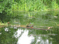 ...and an ingenious, if precarious, nest site for a moorhen